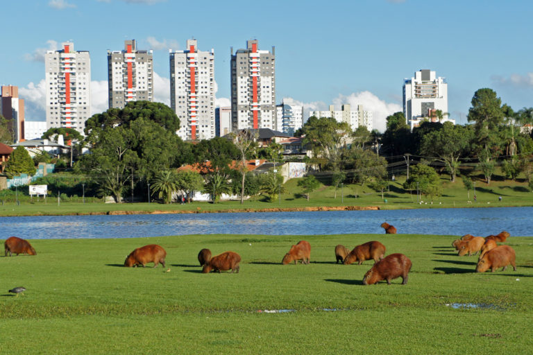 Conhe A Os Principais Parques E Bosques De Curitiba Viagem Acess Vel