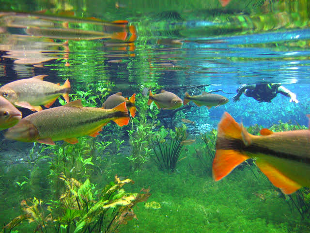 peixes na agua cristalina